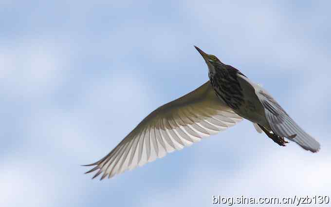 打到一只杓鹬，高兴ing鈥︹Γㄗ橥迹