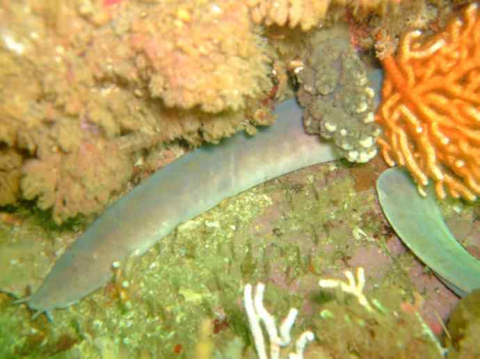 鱼类活化石:盲鳗 鱼类活化石:盲鳗