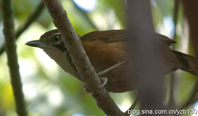 深圳拍鸟新纪录(2)——黑领噪鹛(组图)