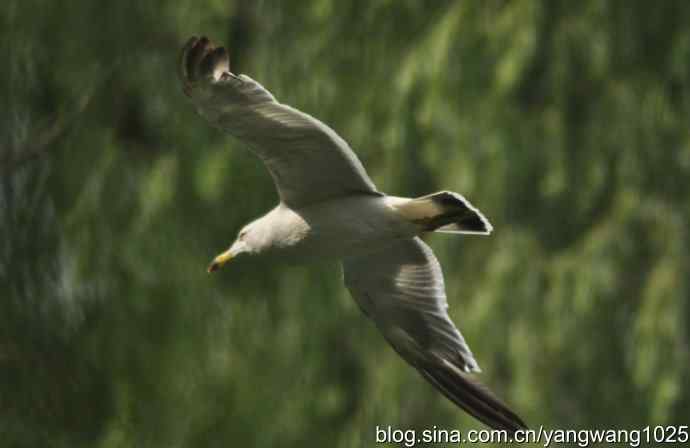 飞（夜鹭） wbr1