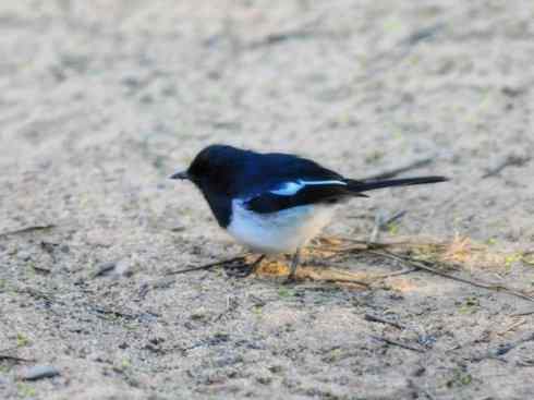 雀鸟也彪悍：谁怕谁（鹊鸲）