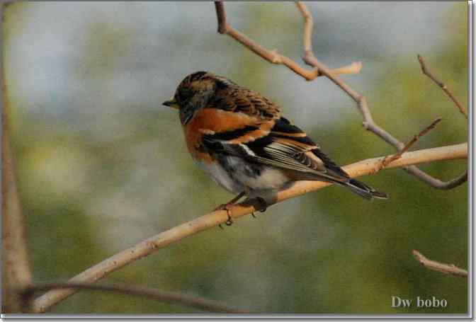 点击图片或使用键盘← →翻页