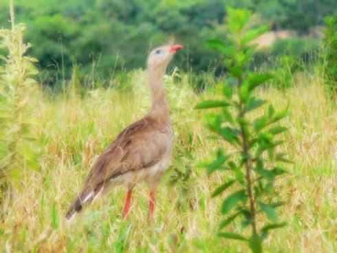 天生猎手：非猛禽类猎手之三（捕蛇高手蛇鹫、地犀鸟）