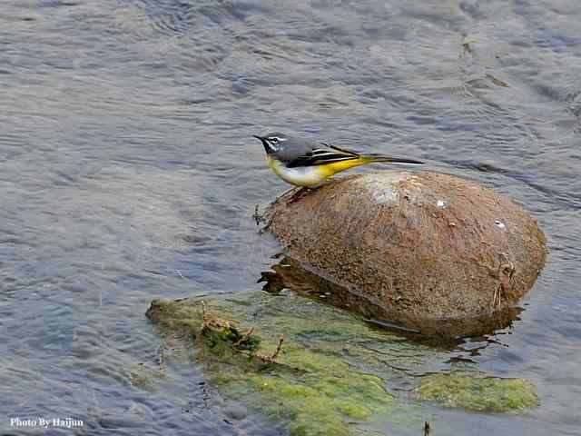 十渡的鸟儿看过来