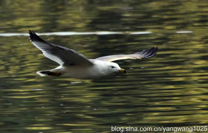 飞（海鸥）5