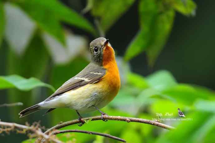萌鸟鈥斺旔都l贺双十一