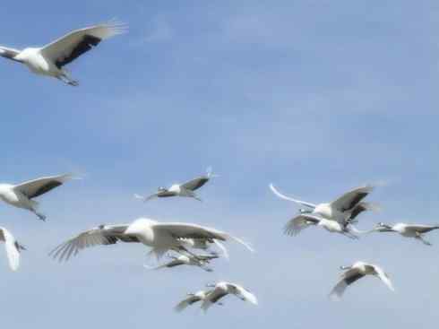 家禽驯化之源之十三（大雁、丹顶鹤）