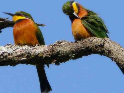 绝色攀禽：佛法僧目之蜂虎4