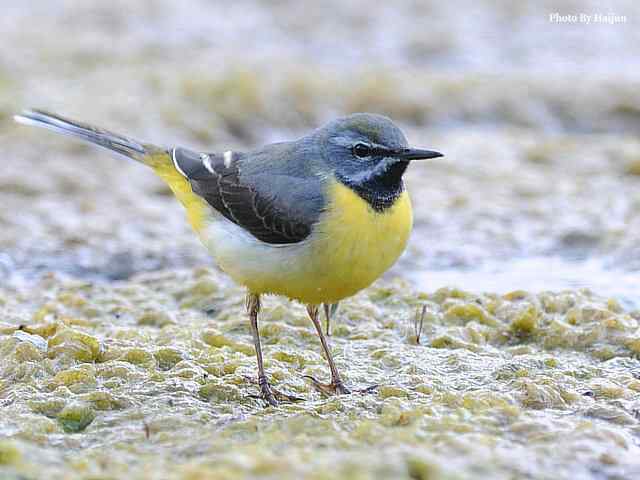 房山十渡(灰鹡鸰)