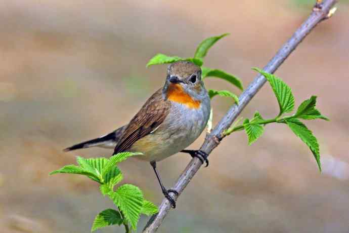 雄性红喉姬鹟（1）