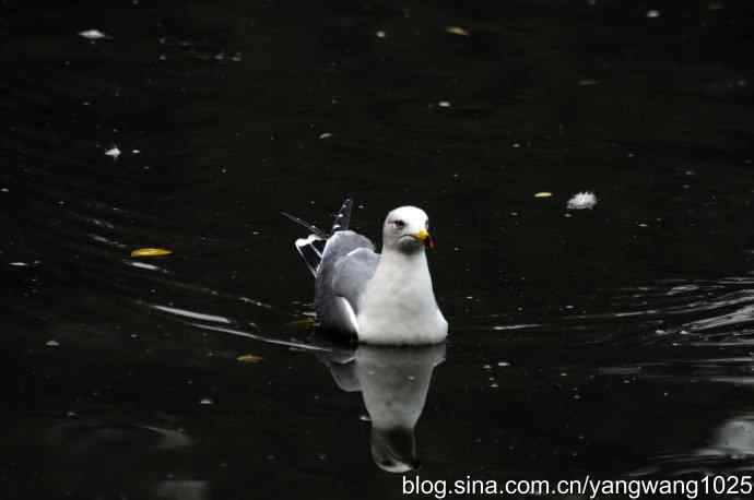 北京动物园的鸟类——海鸥(1)