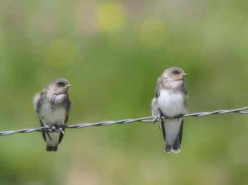 十大鸟类建筑师之一（家燕、金丝燕）