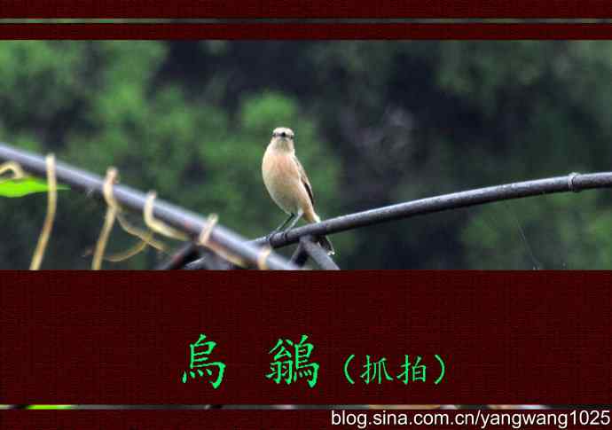 今秋第一次拍侯鸟儿（烏鶲）