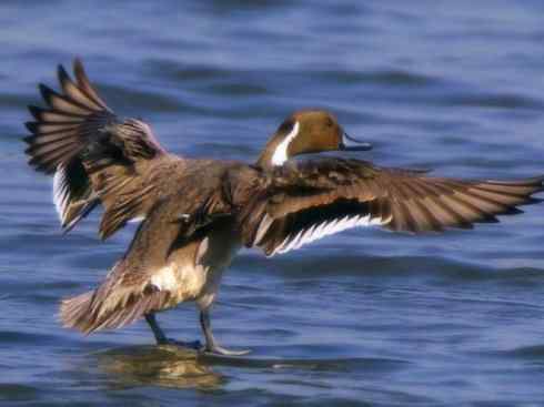 雁鸭之最之三 雁鸭之最之三