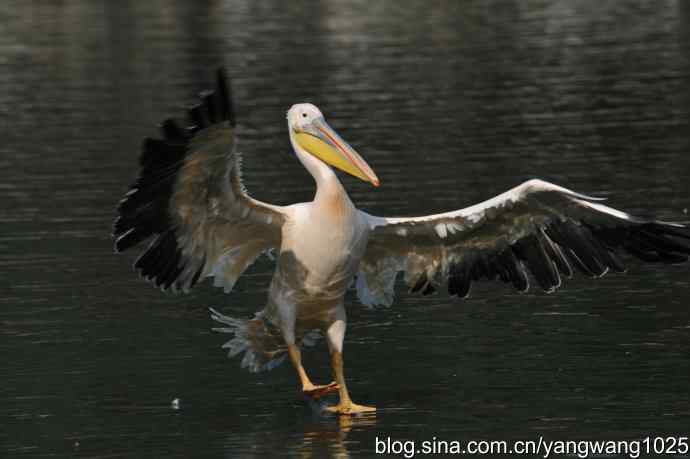 再拍大鹈鹕 wbr3 再拍大鹈鹕 wbr3