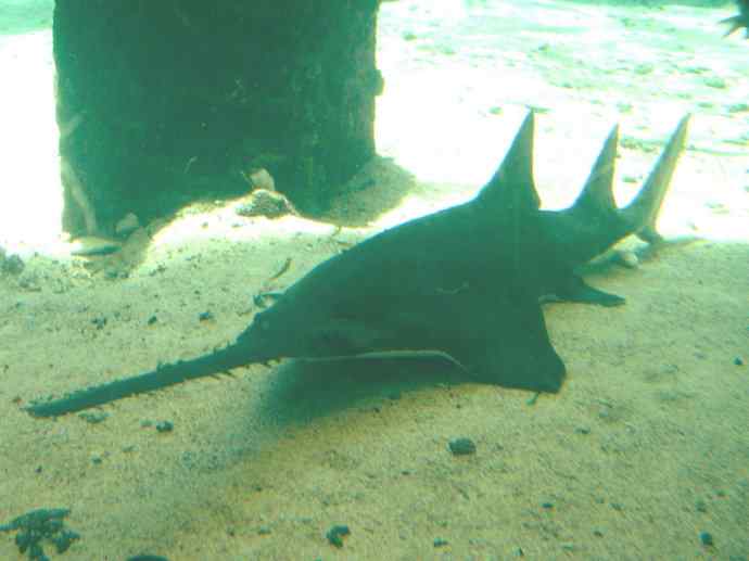 鱼类活化石:锯鳐 鱼类活化石:锯鳐