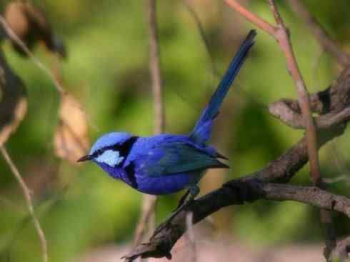 美丽无罪：雀鸟之鹩莺