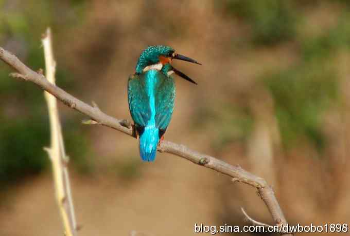 小翠儿过节踩蛋忙