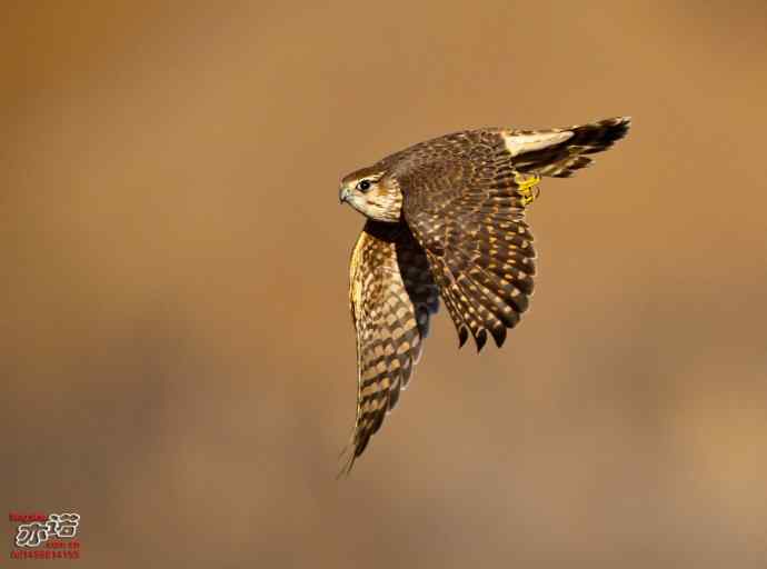 达里湖拍鸟——灰背隼