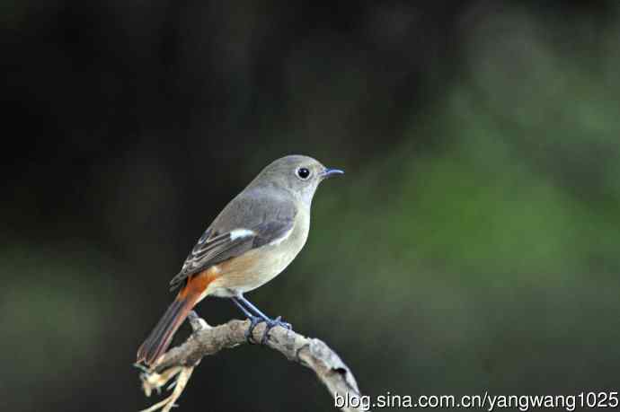 雌性北红尾鸲（秋季）