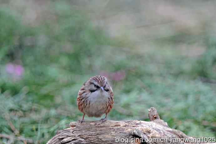 北京天坛公园的鸟类——山鹛（1）