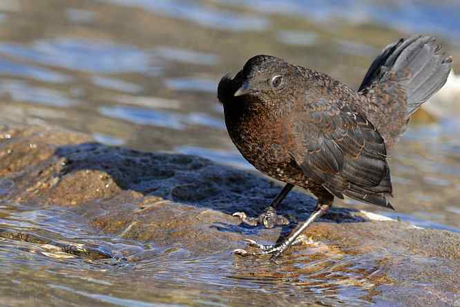 房山十渡(褐河乌)