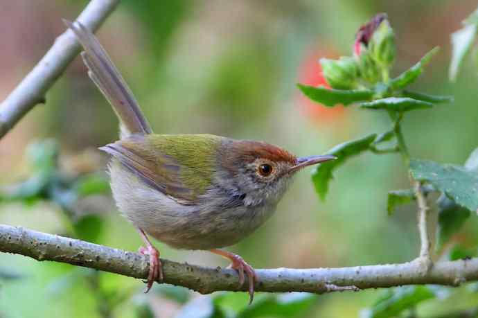 【版纳植物园三日 wbr新收获16种小鸟儿】 【版纳植物园三日 wbr新收获16种小鸟儿】