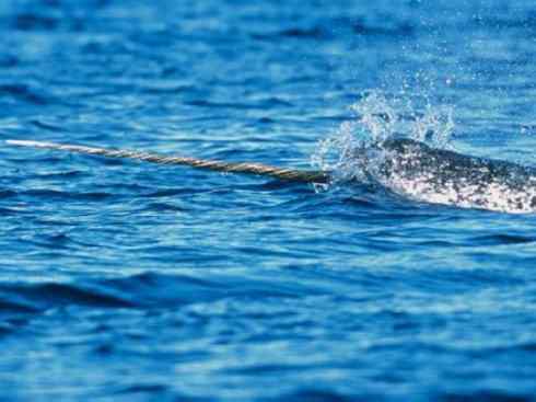 独角兽：传说的兽原型探秘（独角鲸）