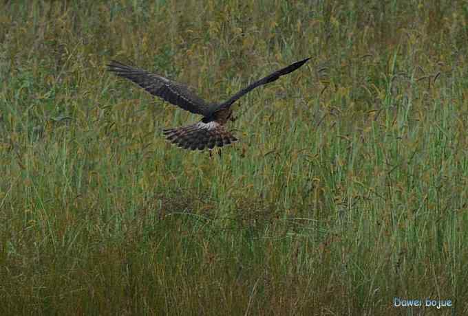 牛鹭两相伴 wbr景鸟一镜收 牛鹭两相伴 wbr景鸟一镜收