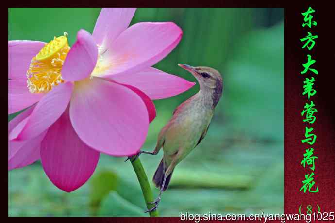 东方大苇莺与荷花（8）