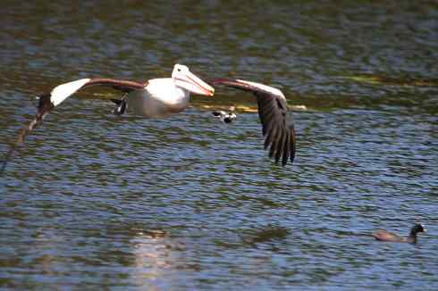 雀鸟也彪悍：角斗士（鹊鹨）