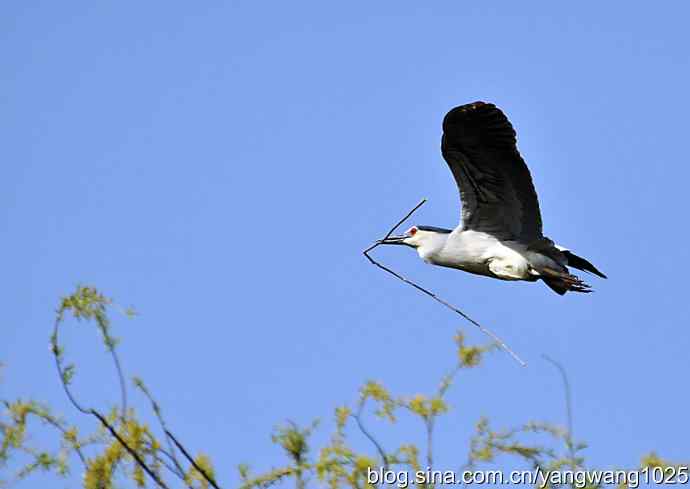 飞(夜鹭)19 飞(夜鹭)19