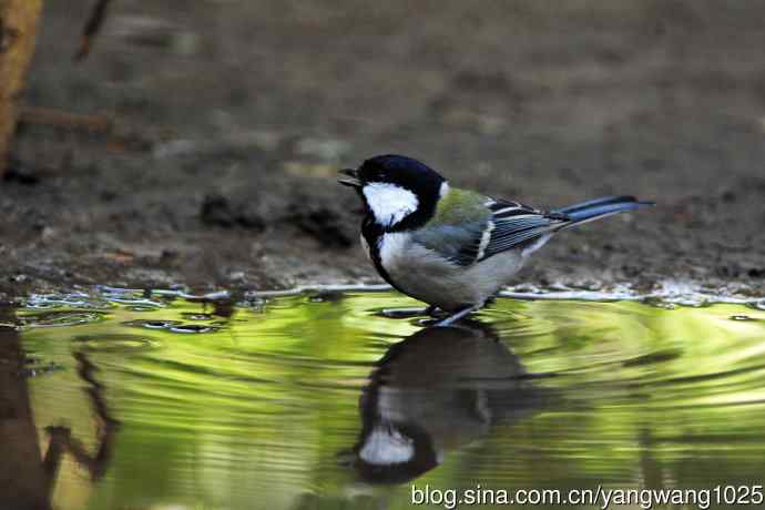 北京天坛公园的鸟类——大山雀（4）