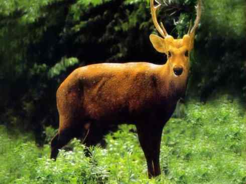 自然奇观：动物大迁徙(北美驯鹿长征)