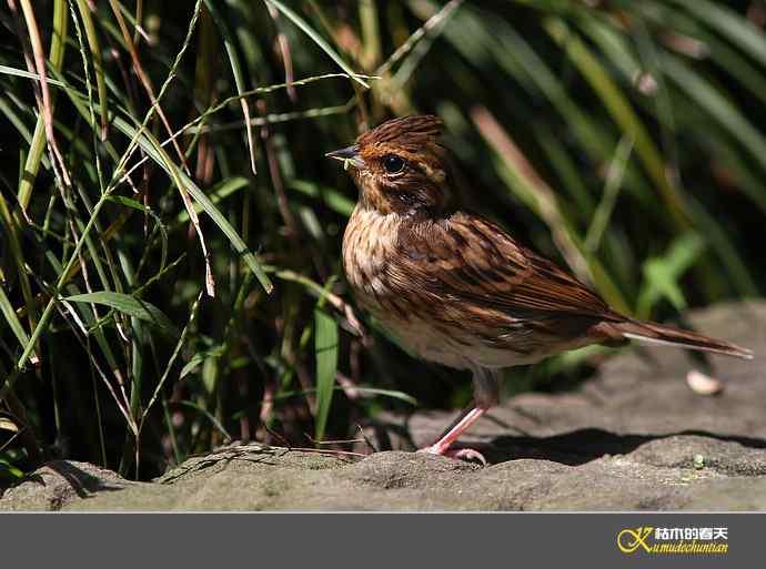 近期记录的杂鸟几片【实拍】