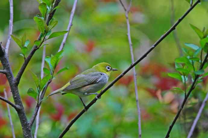 北京天坛公园的鸟类——红胁绣眼鸟（9）