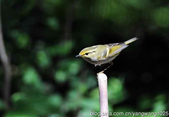 黄腰柳莺（6）