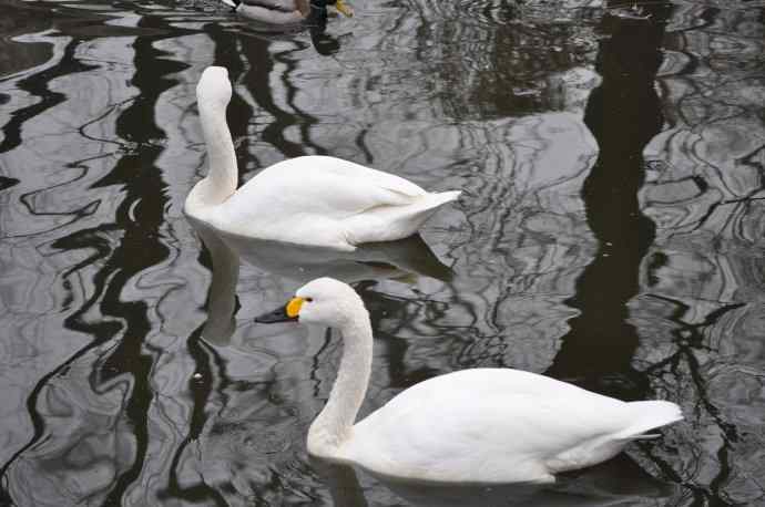 天鹅（送给小朋友GIGI）