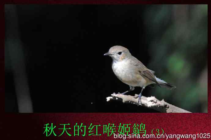 秋天的红喉姬鹟(3) 秋天的红喉姬鹟(3)