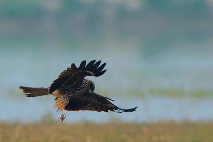悬停的黑耳鸢（自然摄影）