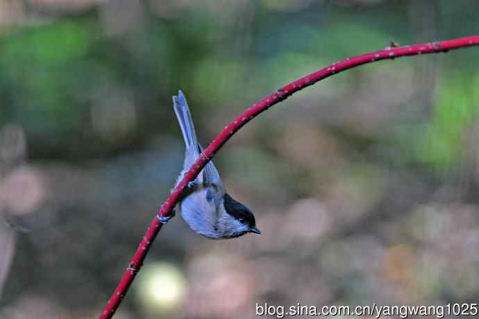 北京天坛公园的鸟类——沼泽山雀（1）