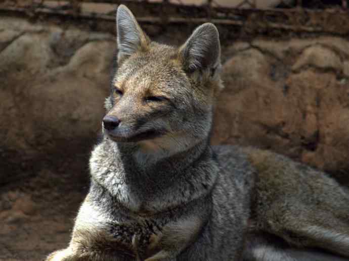 犬科：狐亚科伪狐属之高地狐、河狐、秘鲁狐