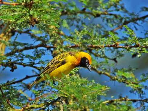 极品红色鸟类：红艳织雀