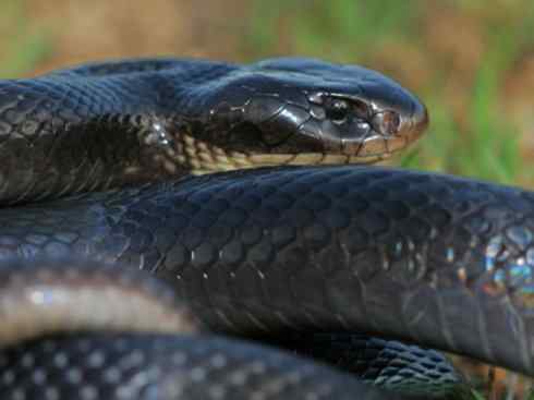 龙：传说的兽原型探秘（澳洲眼睛蛇类）