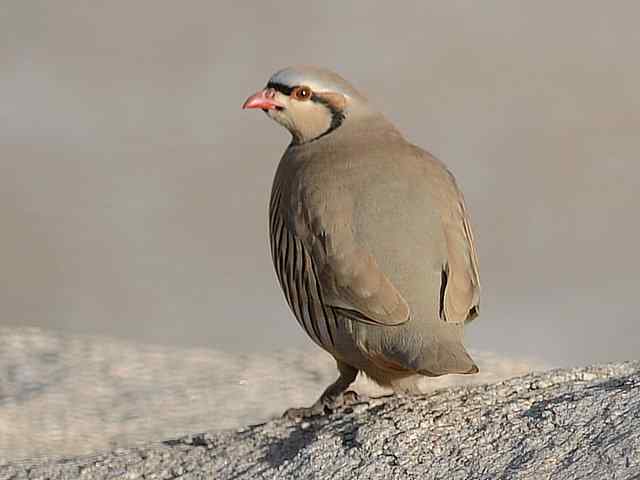 石鸡 wbr. wbr时机