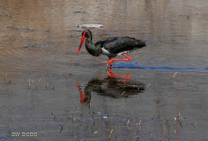 十渡观赏黑鹳捕鱼