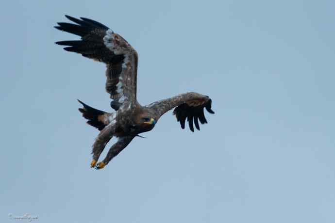 草原追梦. 大雕雄起