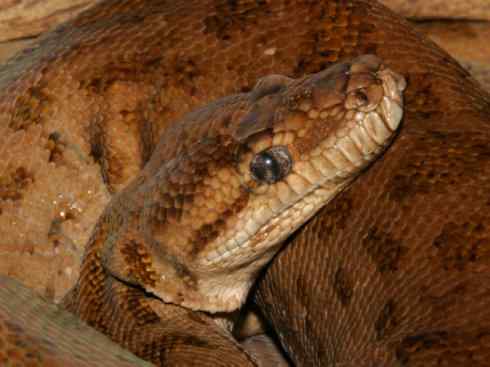 龙：传说的兽原型探秘（树蟒类）