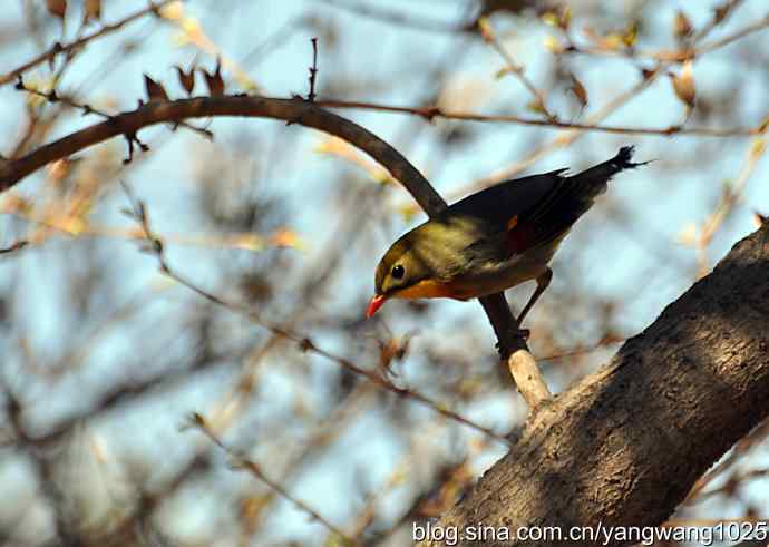 自然和谐的日坛公园(相思鸟) 自然和谐的日坛公园(相思鸟)