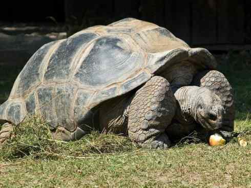 玄武：传说的兽原型探秘（象龟）